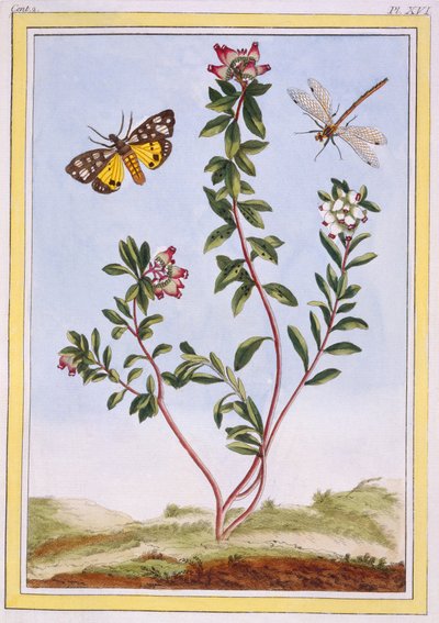 Mountain Heather, c.1776 by Pierre Joseph Buchoz